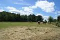 Weiden 3.JPG